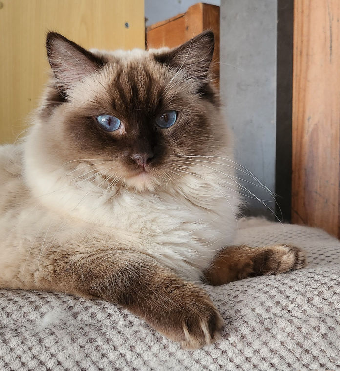 Kajka Rags Paddington Bear