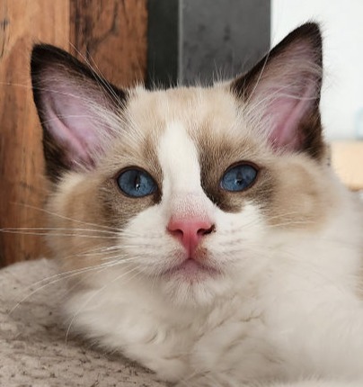 Jéronimo of Dryads Wood