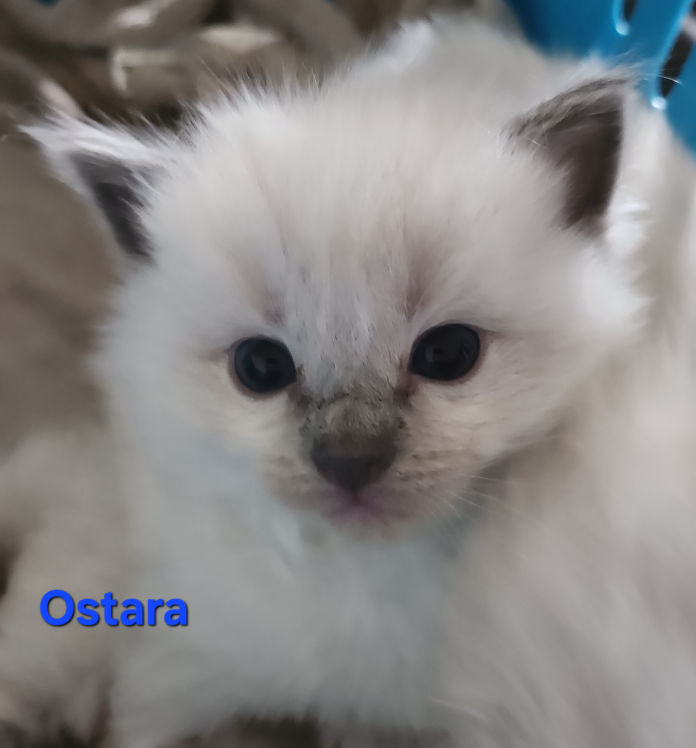 Ostara