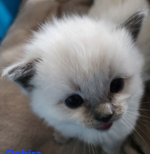 Ophira of Dryads Wood