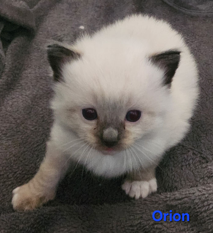 Orion of Dryads Wood