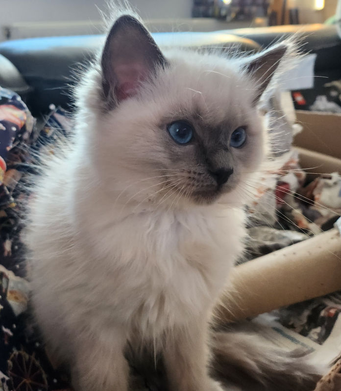 Ophira of Dryads Wood